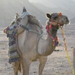 Go wild and drive quad - What Makes This Tour Valuable?