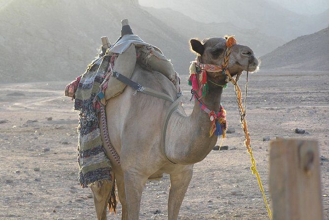 Go wild and drive quad - What Makes This Tour Valuable?