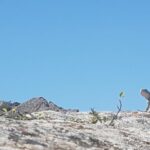 Gobustan Tour and Mad Volcanoes - tour to stone age - Authentic Experiences and Insights from Travelers