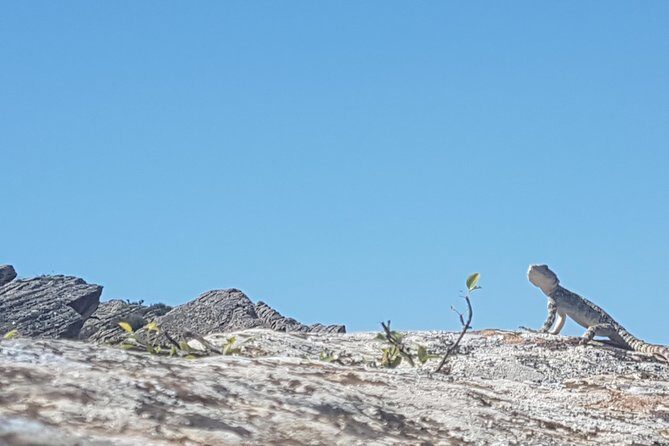Gobustan Tour and Mad Volcanoes - tour to stone age - Authentic Experiences and Insights from Travelers