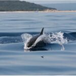 Golden Beach & Blue Cave Exclusive Private Boat Tour - What Makes This Tour Stand Out?