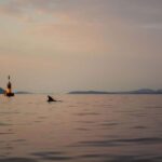 Golfo Aranci: traditional or transparent kayaks, dolphins, and aperitif - Who Should Consider This Tour?
