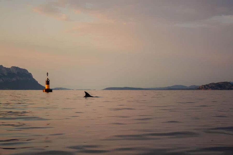 Golfo Aranci: traditional or transparent kayaks, dolphins, and aperitif - Who Should Consider This Tour?