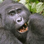 Gorilla Safari Holiday - Why This Tour Is a Great Buy
