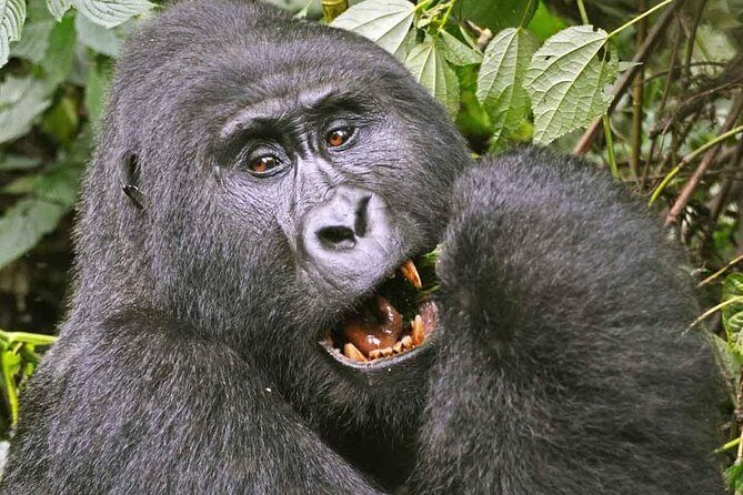 Gorilla Safari Holiday - Why This Tour Is a Great Buy