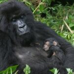 Gorilla Tracking & Batwa Culture Experience - What Makes This Tour Stand Out?