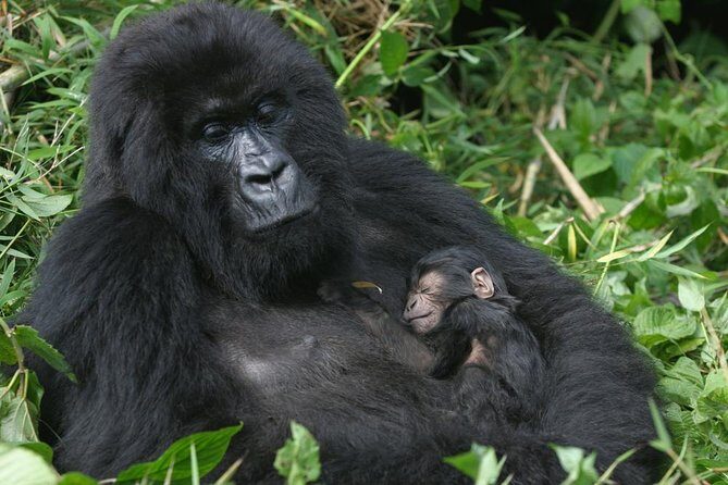 Gorilla Tracking & Batwa Culture Experience - What Makes This Tour Stand Out?