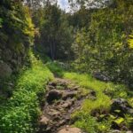 Gran Canaria: excursion to the Laurisilva Forest - The Itinerary: What to Expect