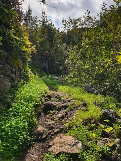 Gran Canaria: excursion to the Laurisilva Forest - The Itinerary: What to Expect