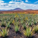 Gran Canaria: Private Guided Full-Day Tour - Transportation and Comfort