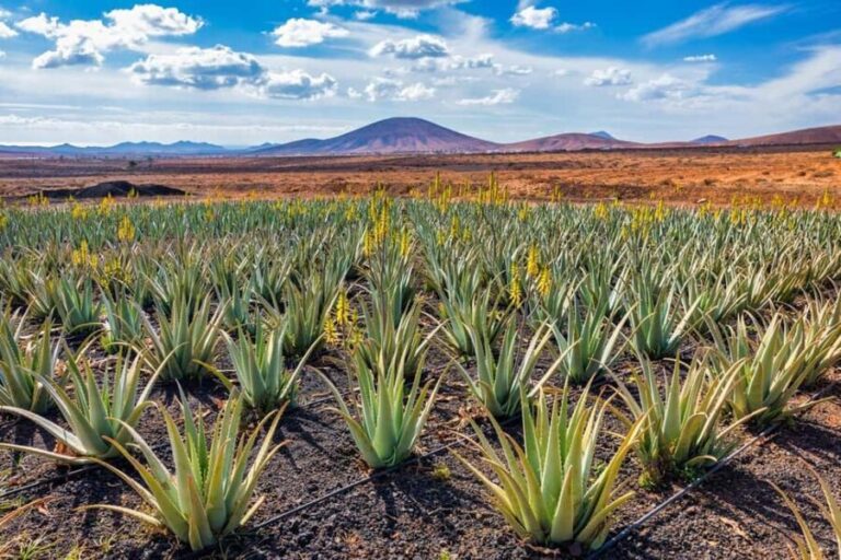 Gran Canaria: Private Guided Full-Day Tour - Transportation and Comfort
