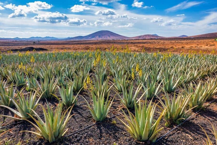 Gran Canaria: Private Guided Full-Day Tour - Transportation and Comfort