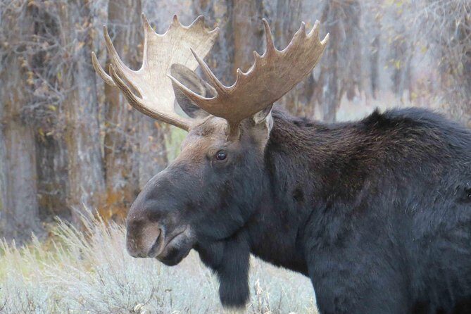 Grand Teton National Park - Full-Day Guided Tour from Jackson Hole - The Itinerary in Detail