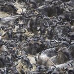 Great Migration Safari In Tanzania - Final Verdict: Who Is This Tour Best For?