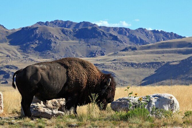 Great Salt Lake and Antelope Island Day Tour - Why This Tour Offers Value