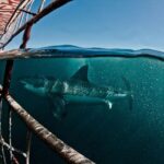 Great White Shark Diving experience. - Key Points