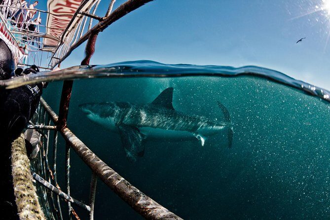 Great White Shark Diving experience. - Key Points