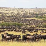 Great Wildebeest Migration Safari in Masai Mara - Detailed Breakdown of the Itinerary