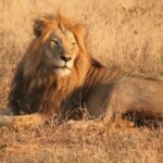 Greater Kruger National Park 4 day safari at a private game lodge - The Visitor Experience: Insights from Reviews