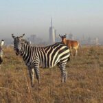 Group Joining Nairobi National Park and Giraffe Center - What to Expect from the Transport and Guides