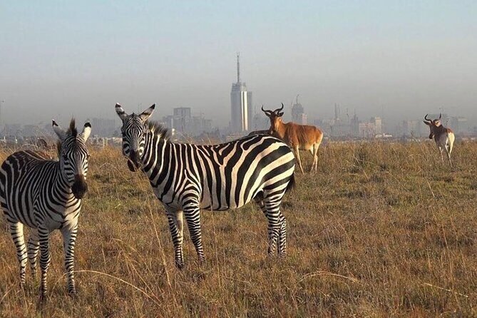 Group Joining Nairobi National Park and Giraffe Center - What to Expect from the Transport and Guides