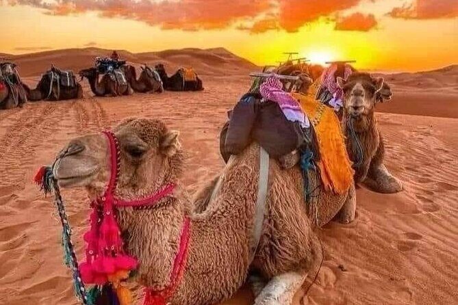 GROUP TOUR - 1 night 2 Day LUXURY Desert TRIP from FES to FES - The Journey to the Desert: A Day Full of Highlights