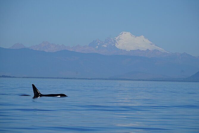 Guaranteed Whale Watching Tour - Frequently Asked Questions