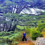 Guided Full-Day Private Trip to Cedars, Baalbek and Chateau Ksara - Who Will Love This Experience?