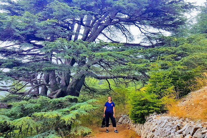 Guided Full-Day Private Trip to Cedars, Baalbek and Chateau Ksara - Who Will Love This Experience?