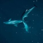 Guided Kayak 2-Hour Activity with Dolphins - Who Would Love This Tour?