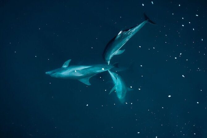 Guided Kayak 2-Hour Activity with Dolphins - Who Would Love This Tour?