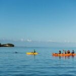 Guided Kayak 2 Hours Activity with Dolphins - The Experience: Watching Dolphins in the Wild