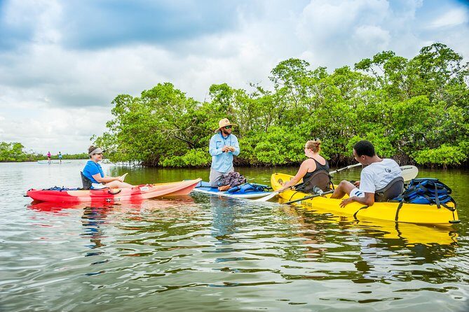 Guided Kayak Mangrove Ecotour in Rookery Bay Reserve, Naples - Final Thoughts: Who Should Book This Tour?