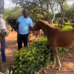 Guided Pony Riding in the Tranquil Surroundings of the Notwane Dam - Practical Details and Booking Experience