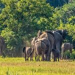 Guided Safari to Murchison Falls from Masindi - Why This Tour Offers Great Value