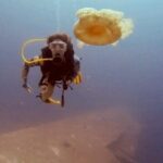 Guided Scuba Diving Adventure in Aqaba - Why This Tour Offers Excellent Value