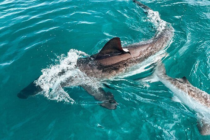 Guided Shark Cage Diving with Hookah Air Supply in Gansbaai - The Value of This Tour