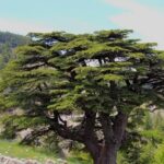 Guided small group to Cedars Reserve & Beiteddine w/lunch+entries - A Detailed Look at the Tour Experience
