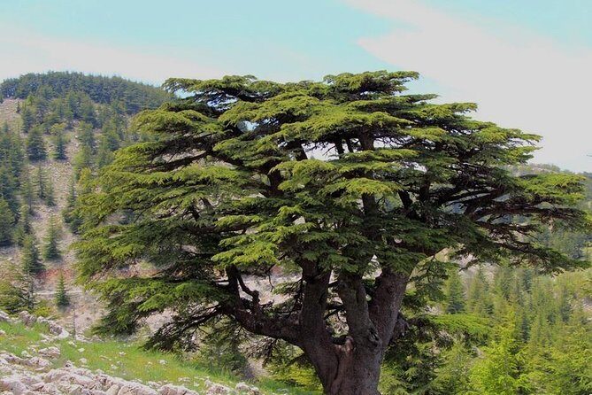 Guided small group to Cedars Reserve & Beiteddine w/lunch+entries - A Detailed Look at the Tour Experience