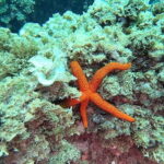 Guided snorkel in Cambrils with explanation of the marine environment. - Why the Environmental Focus Matters