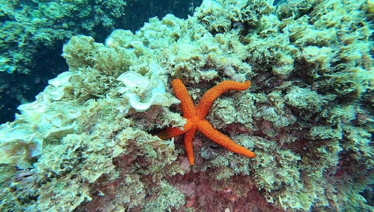 Guided snorkel in Cambrils with explanation of the marine environment. - Why the Environmental Focus Matters