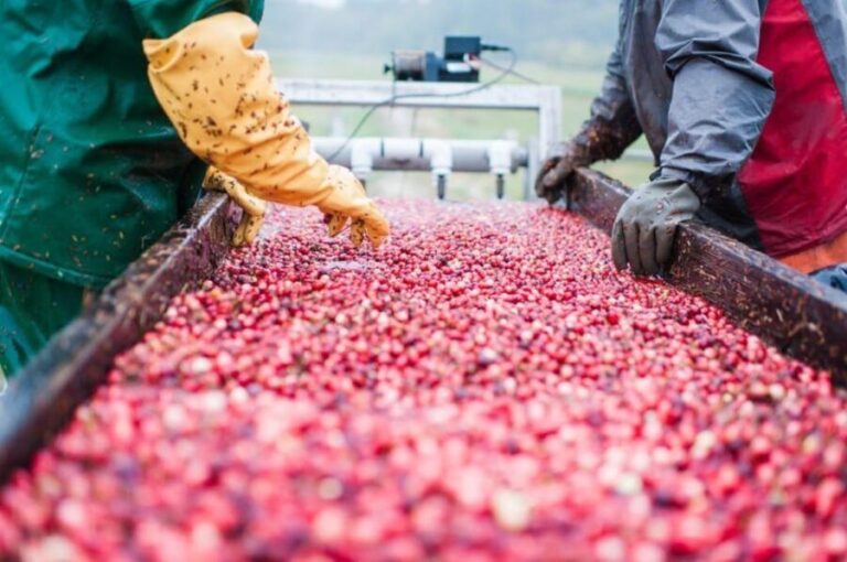 Guided Tour of a Local New England Cranberry Farm - Deep Dive into the Experience
