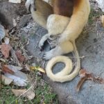 Guided tour of the Nosy Komba and Nosy Tanikely Islands - Practical Details: What to Know Before You Book