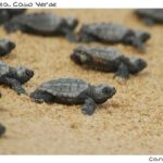 Guided turtle tour in a group in Boa Vista - Practical Details and What to Expect