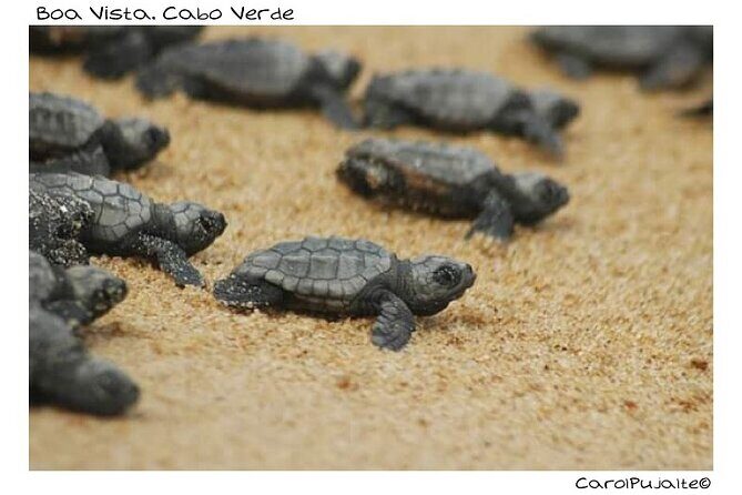 Guided turtle tour in a group in Boa Vista - Practical Details and What to Expect