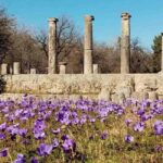 Guided visit to ancient Olympia with an Italian-Greek archaeologist tour guide - What Makes This Tour Stand Out?