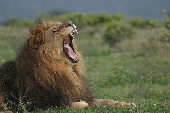 Half-Day Addo Elephant National Park - Transportation and Group Size