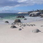 Half day African Penguin Tour - Noordhoek Farm Village or Optional Stop