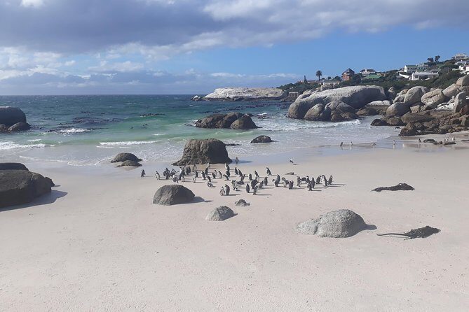 Half day African Penguin Tour - Noordhoek Farm Village or Optional Stop