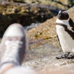 Half day am or pm Boulders Beach & Penguins with visit to Cape Point Great tour - Transportation and Group Size
